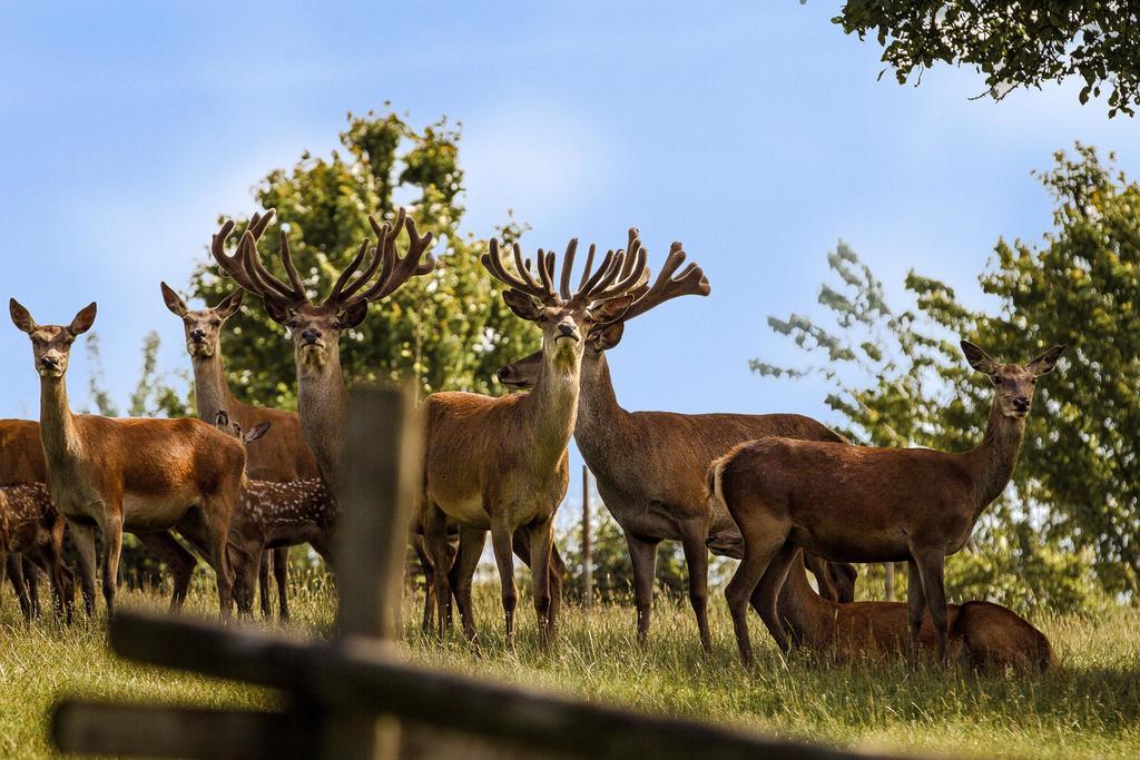 Natur- Und Wohlfuehlhotel Kastenholz Wershofen Bagian luar foto